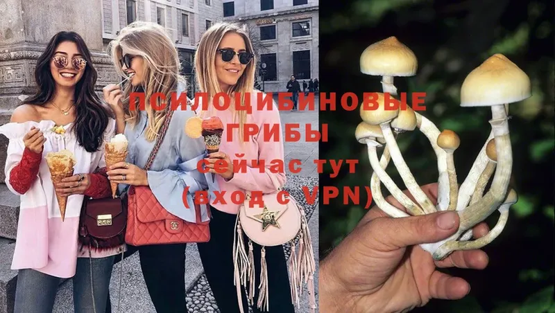 купить   Грязи  mega ССЫЛКА  Галлюциногенные грибы Psilocybe 